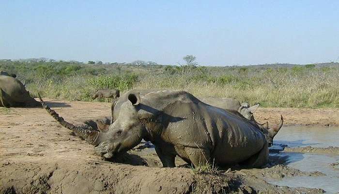 Hluhluwe & Imfolozi National Park