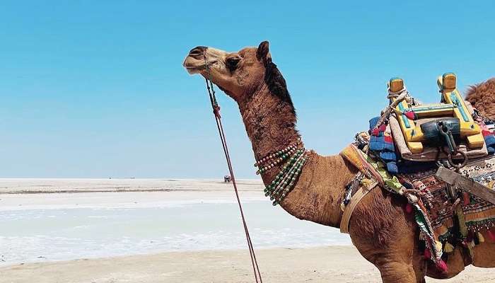 A Cultural Fest On New Year At Rann of Kutch