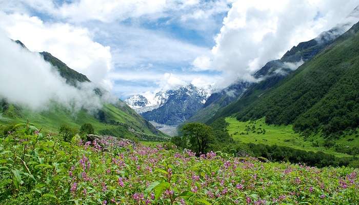 (A)_Valley_of_flowers,_Garhwal_Uttarakhand_India