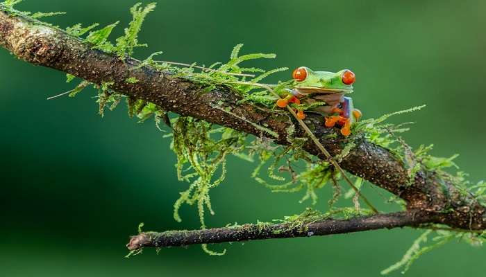 Frog on Branch