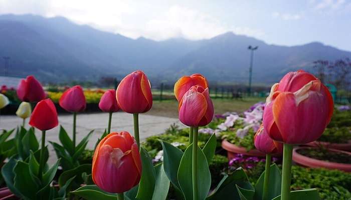 About Tulip Garden