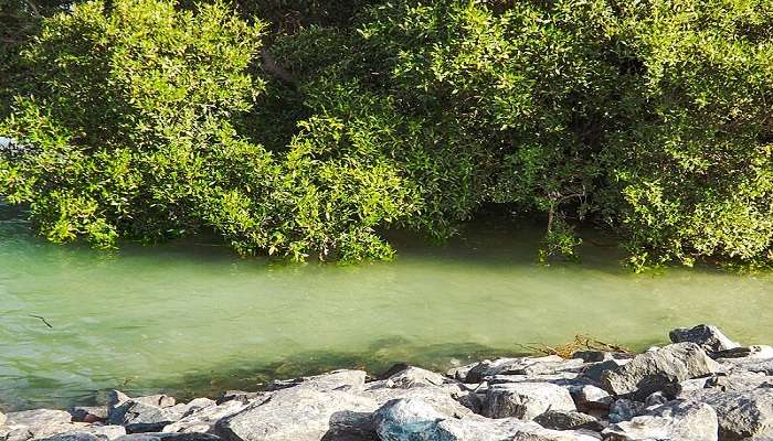 Abu Dhabi in March -  Mangrove National Park