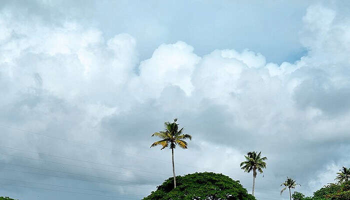 Kerala backwaters is a peaceful place for honeymoon packages in Kerala.