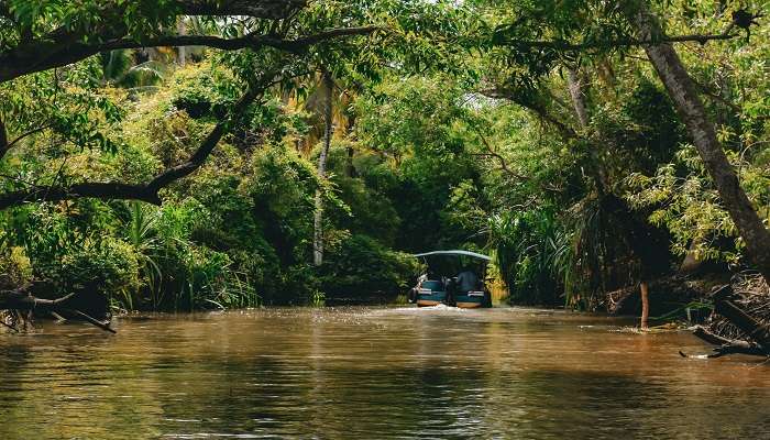 Kumarakom’s lush greenery in Kerala in March