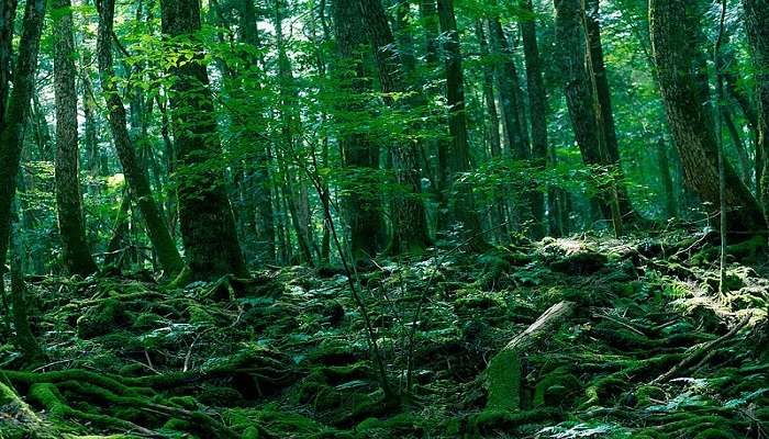 explore Aokigahara forest which is one of the haunted places in Japan