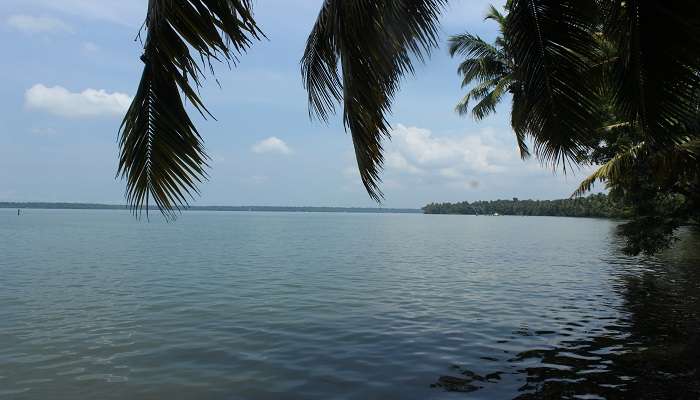 An image of the tranquil waters of the Ashtamudi Lake