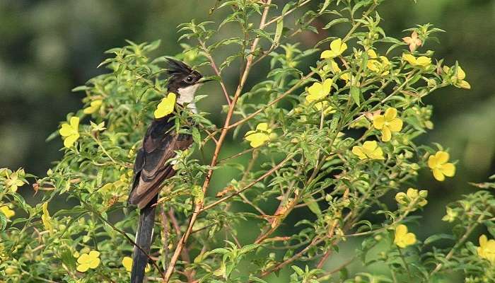 Attidiya Bird Sanctuary