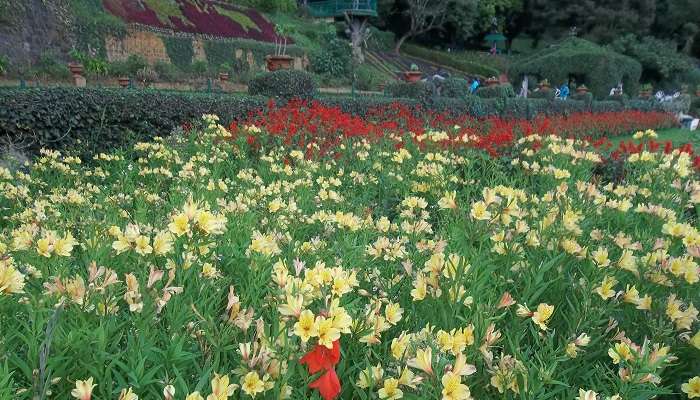 Botanical garden ooty, one of the most serene places to visit in Ooty