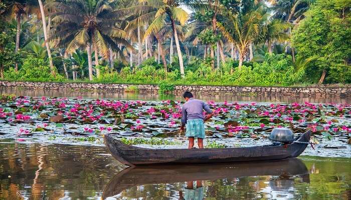 View of water lilies from a backwater resort in Kerala
