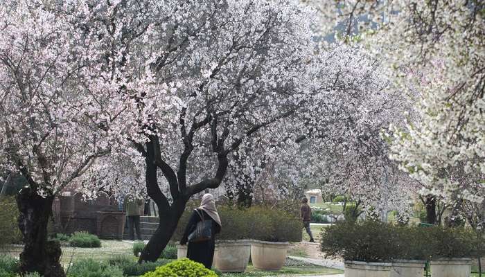 Badamwari Garden in Kashmir