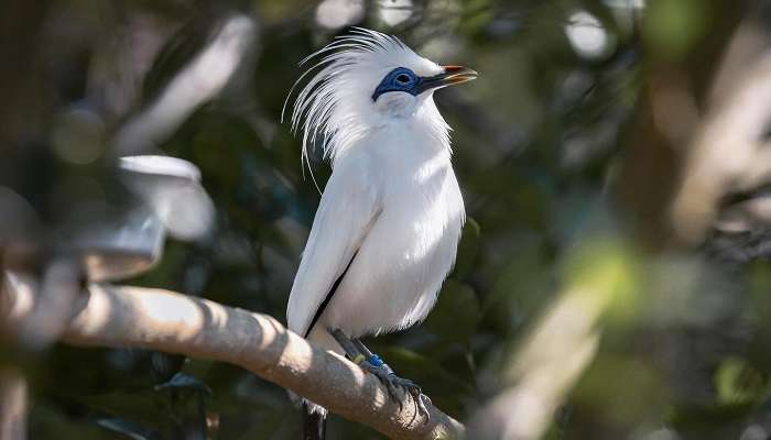 Bali Bird And Reptile Park