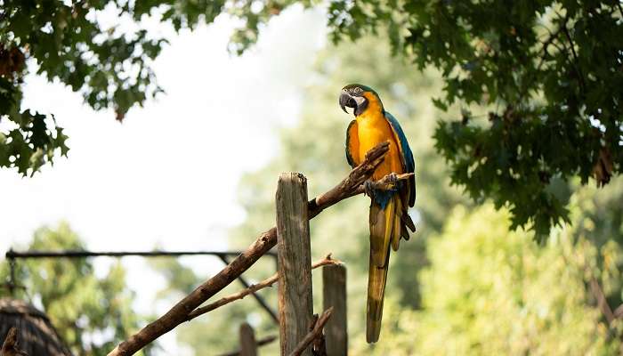 Bali Bird And Reptile Park is among the top places to visit near garuda wisnu kencana cultural park bali in march