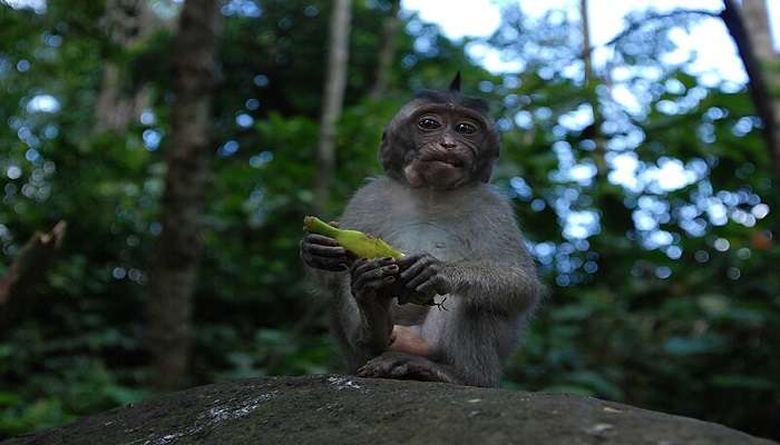 Well known as Monkey Forest Ubud, the sanctuary is home to Balinese long-tailed Monkey