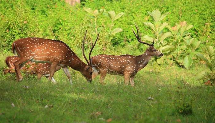 Banasura Hill, Wayanad tourist places