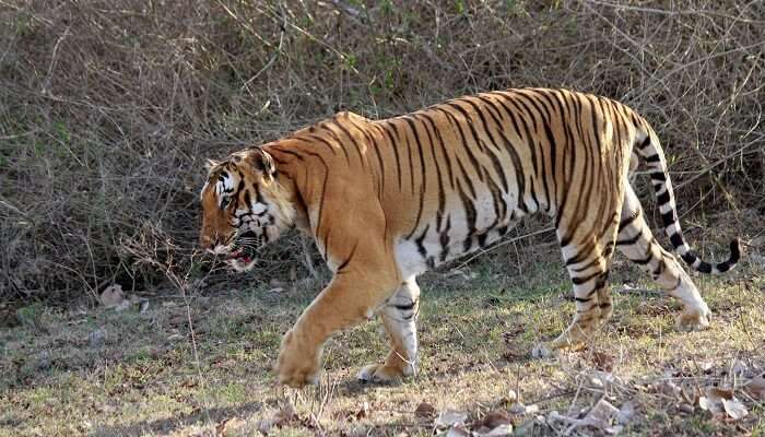 Bandipur National Park