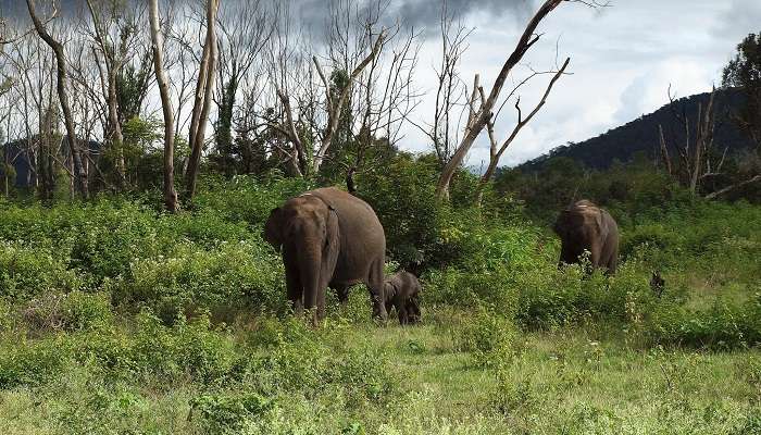 Bandipur National Park,places to visit in Karnataka In winter