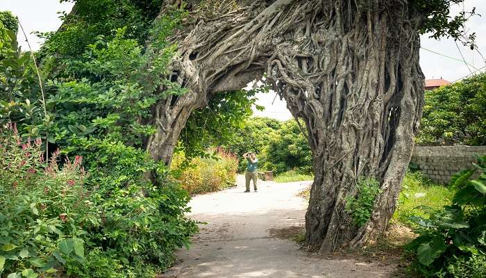 see the mesmerising view of the Banyan tree. 