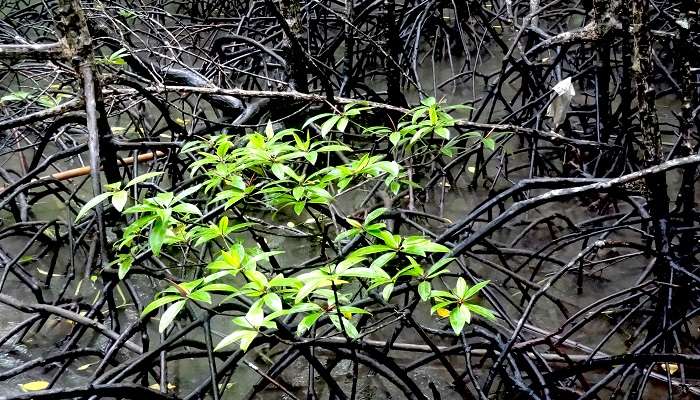 A home to mangrove forests and crocodiles, Baratang Island is one of the best places to visit in Andaman in July.