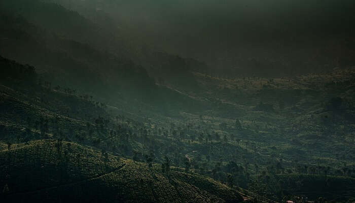 A misty morning in Munnar