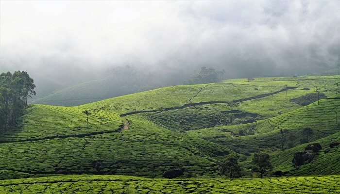 An image of the foggy hills of Munnar from the best honeymoon resorts in Munnar. 