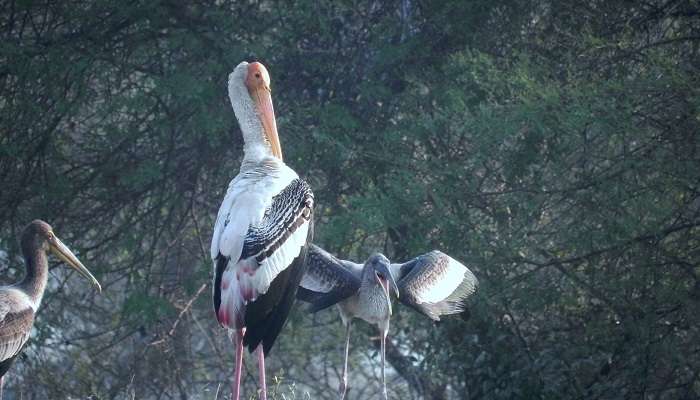 Bharatpur bird sanctuary, places to visit near Delhi