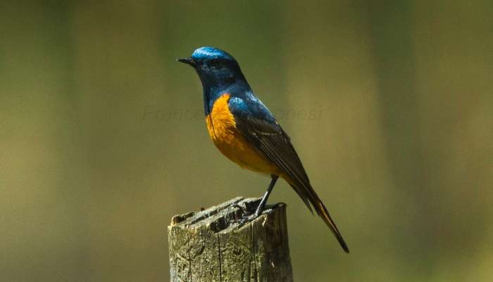 Birdwatching is among the best things to do in Bhutan