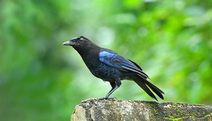 Malabar Vissiling Thrust, Bonacaud, Kerala