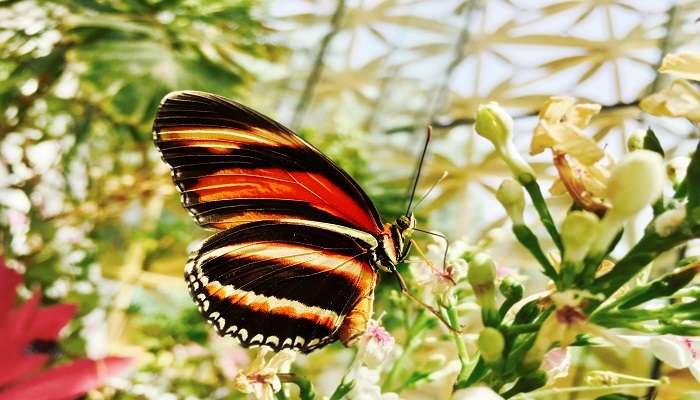 Butterfly Conservatory