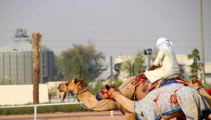 Camel ride and desert safari in Dubai