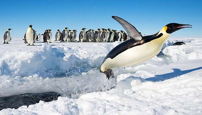 Camping with the emperor penguins in Antarctica