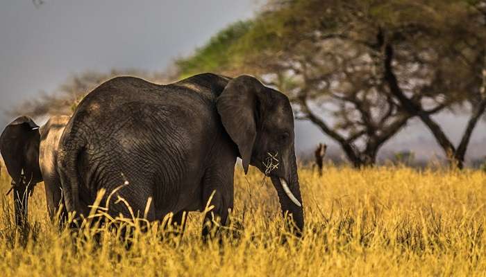 Chandaka Reserve Forest, Places To Visit In Bhubaneswar