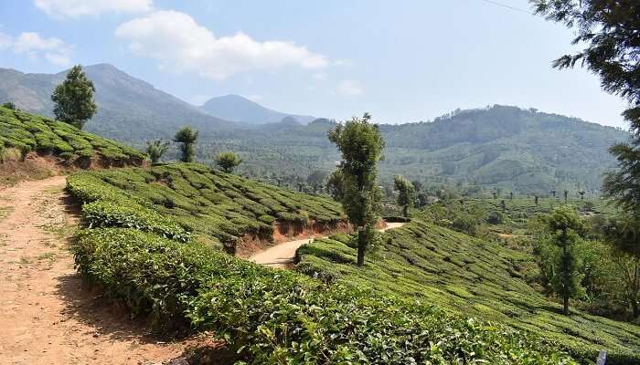 Way to a resort in Munnar