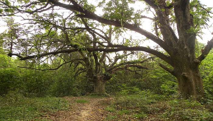 Chintamani Kar Bird Sanctuary, West Bengal