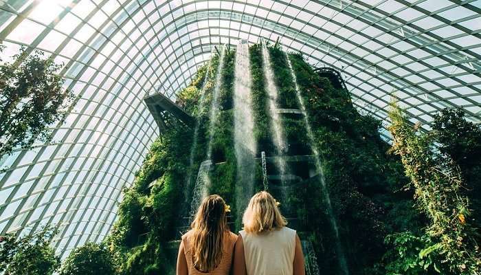 Cloud Forest