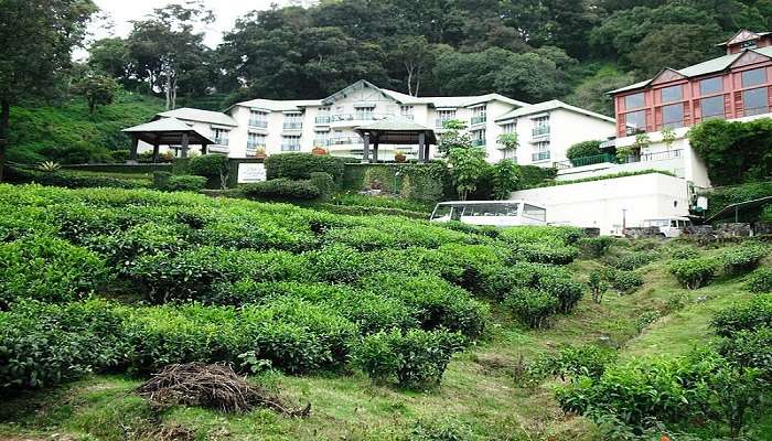 Things to do in Munnar- Stay at tea plantation resorts 