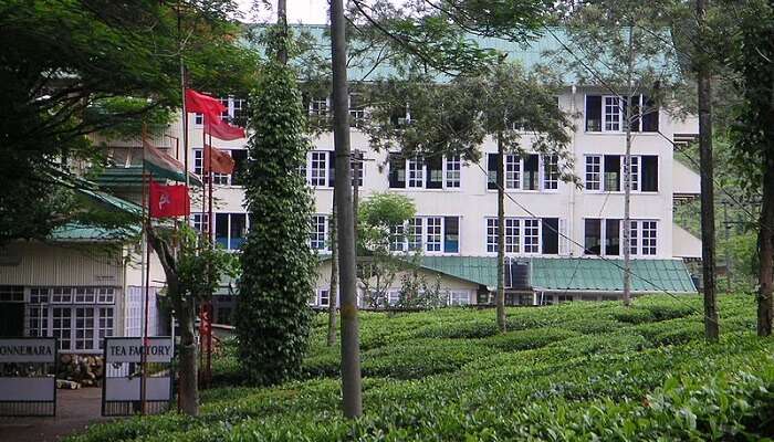 tea factory and plantation