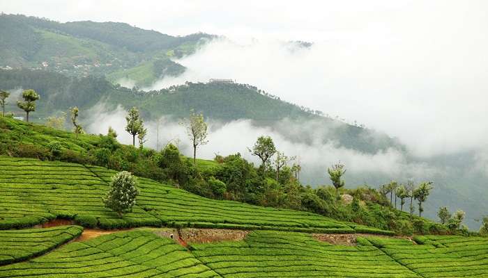 The tea estate of Coonoor