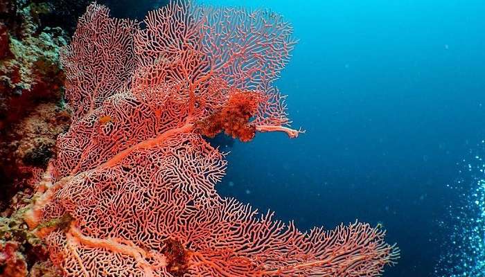  Explore Coral Gardens, among Things To Do In Maldives