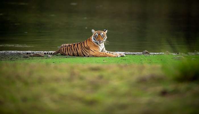 A thrilling view of lion sitting in Dachigam National Park, one of the best places to visit in Srinagar