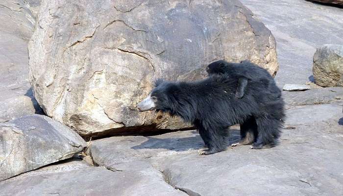 Daroji Sloth Bear Sanctuary, to visit in India