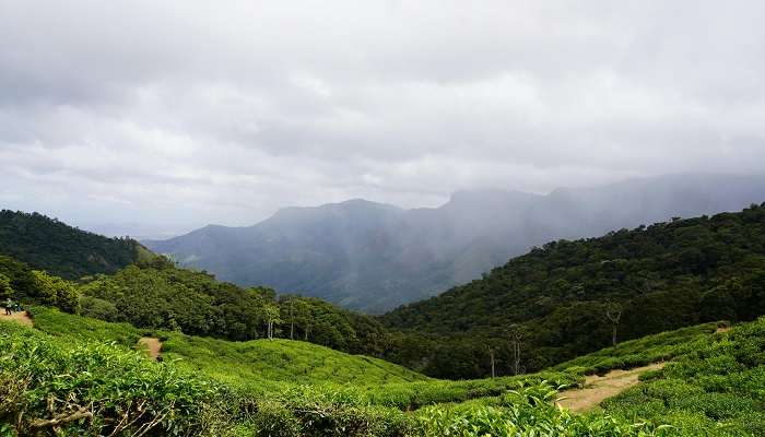 Day 1 Stepping into the graceful paradise Munnar Tea plantations, refreshing waterfalls, & misty valleys