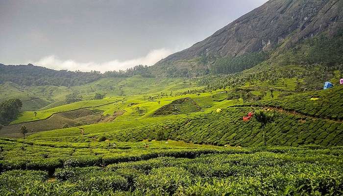 Day 3: A scenic drive to Thekkady and a pleasant boat ride in Periyar Lake