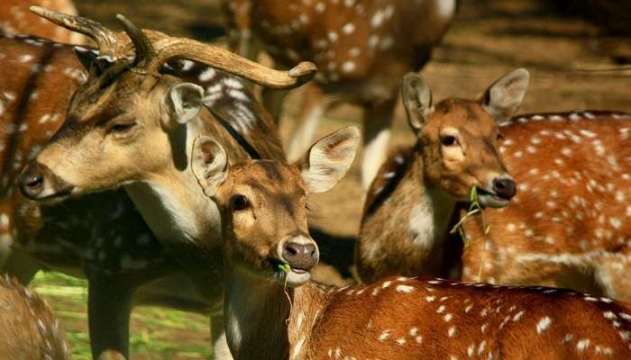 Nature Walks At Deer Park, among things to do in Delhi