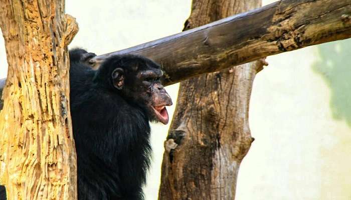 Dehiwala Zoo, among Sri Lanka tourist places