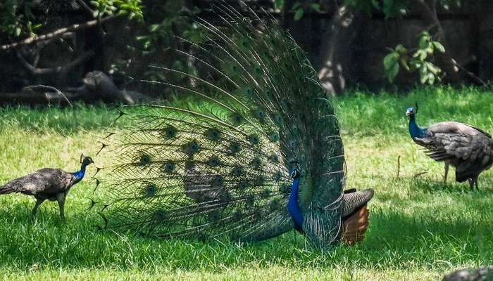 Witness Wildlife At Delhi Zoo, among things to do in Delhi