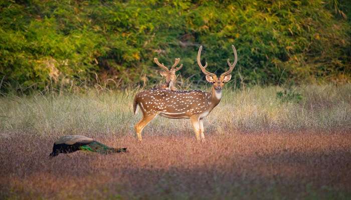 Bandhavgarh