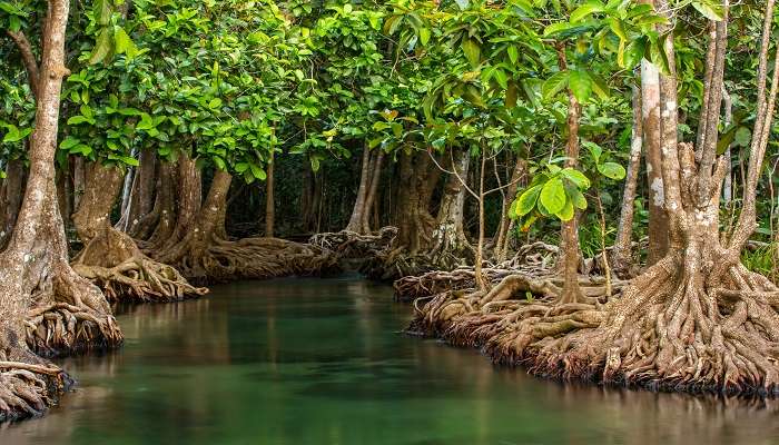 Exploring Sundarban - Best things to do in Kolkata