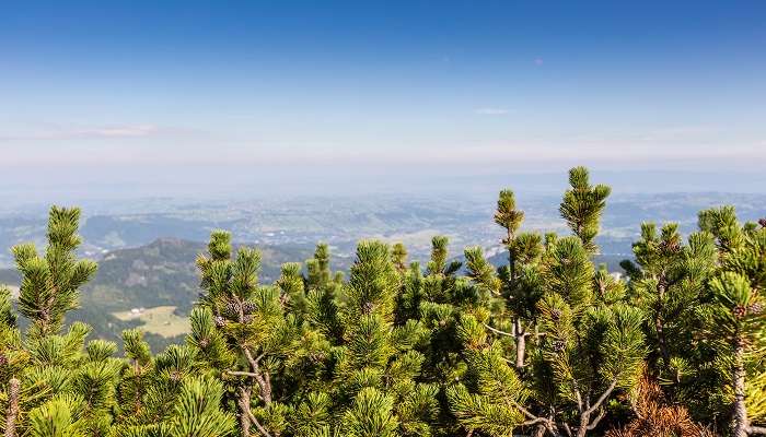 Pine Forests