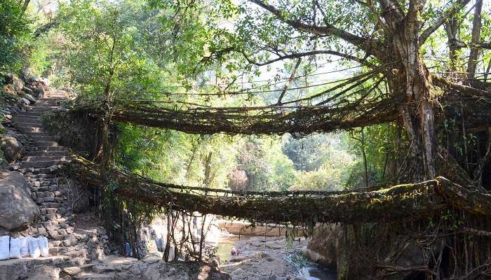 Double-decker Living Root Bridge, Places To Visit In Meghalaya