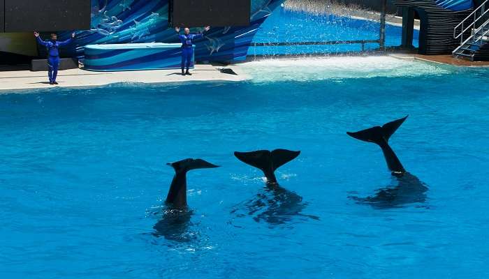 Dubai Dolphinarium is among the best Places To Visit In Dubai With Family in summer 
